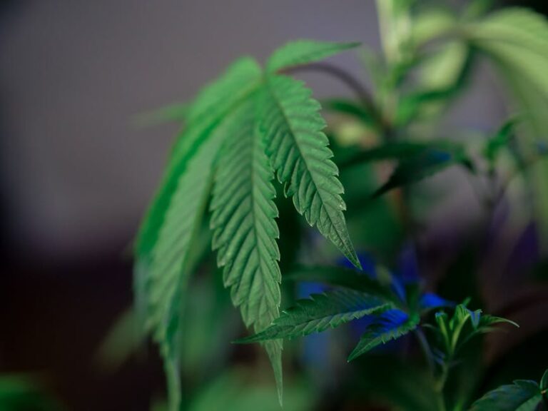 Сорт конопли G13 Haze описание и характеристики семян