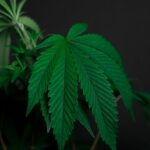 Как купить марихуану в Ростове-на-Дону img-647.jpg