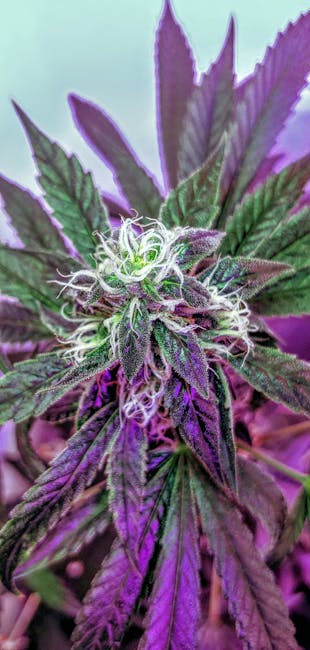 Сорт конопли Auto Original Amnesia feminised от Dinafem Seeds