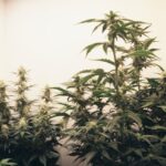 Семена конопли Charyn feminised от Bang Seeds img-749.jpg