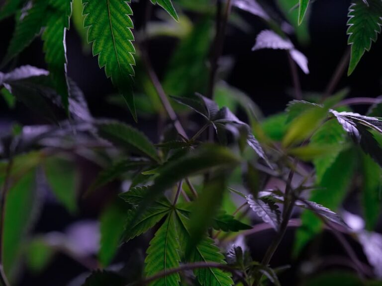 OMG и его зеркала: как они работают и какие преимущества дают пользователям